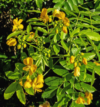 Cassia Occidentalis Flower seeds for Planting Vibrant Colors Heirloom & GMO Free Seeds for Home Garden