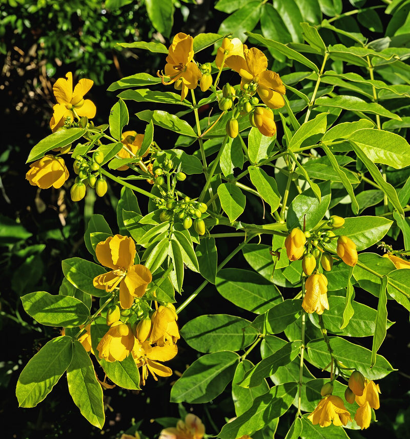Cassia Occidentalis Flower seeds for Planting Vibrant Colors Heirloom & GMO Free Seeds for Home Garden