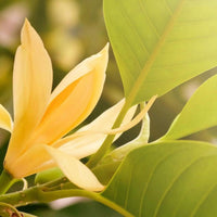 Champaca Flower seeds for Planting Colorful Display Heirloom & GMO Free Seeds for Home Garden