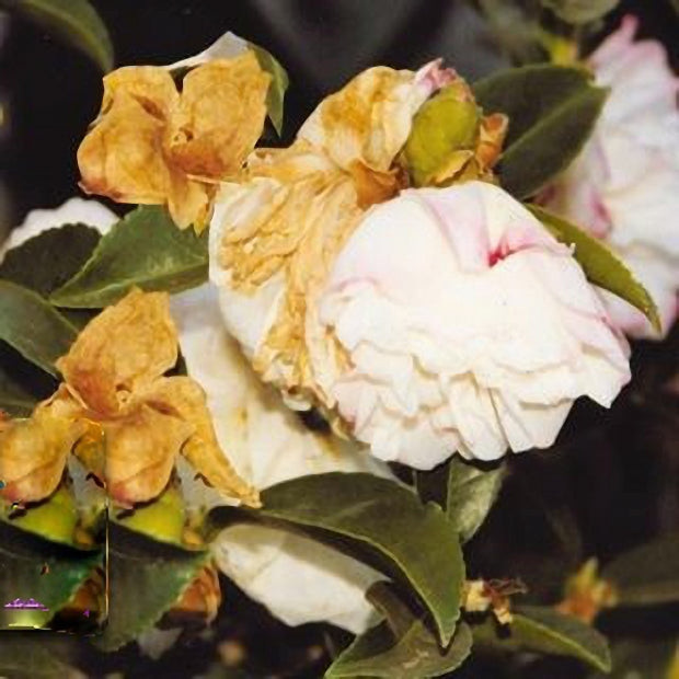 Brown Camellia Flower seeds for Planting - Easy to Grow, Heirloom & GMO Free Seeds for Home Garden