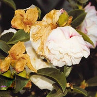 Brown Camellia Flower seeds for Planting - Easy to Grow, Heirloom & GMO Free Seeds for Home Garden