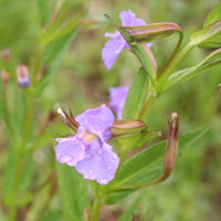 Violet Monkey Face Flower seeds for Planting - Colorful Display, Heirloom & GMO Free Seeds for Home Garden