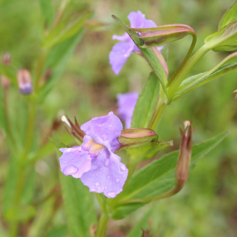 Violet Monkey Face Flower seeds for Planting - Colorful Display, Heirloom & GMO Free Seeds for Home Garden