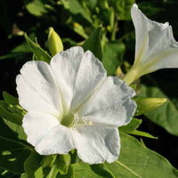 White Mirabilis Flower seeds for Planting Bright Blooms Heirloom & GMO Free Seeds for Home Garden