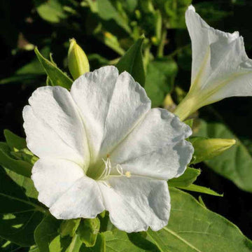 White Mirabilis Flower seeds for Planting Bright Blooms Heirloom & GMO Free Seeds for Home Garden