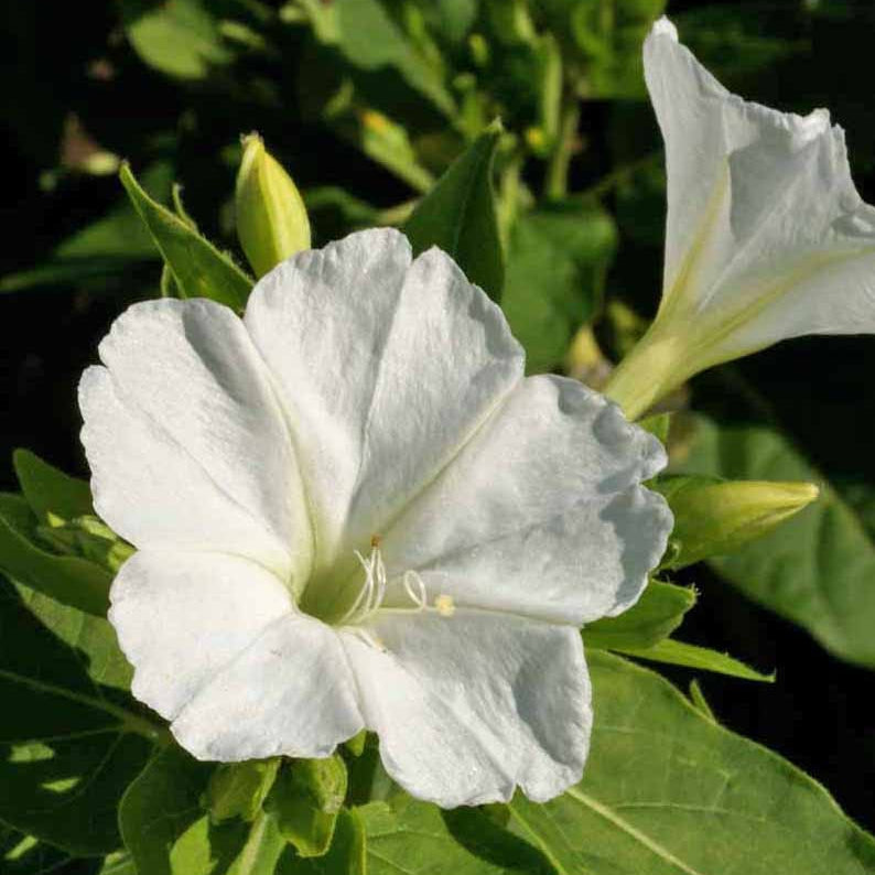 White Mirabilis Flower seeds for Planting Bright Blooms Heirloom & GMO Free Seeds for Home Garden