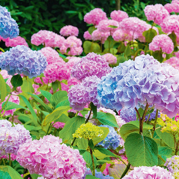 Mixed Hydrangea Flower seeds for Planting - Hardy Variety, Heirloom & GMO Free Seeds for Home Garden