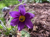 Violet Pasque Flower seeds for Planting - Pollinator Friendly, Heirloom & GMO Free Seeds for Home Garden