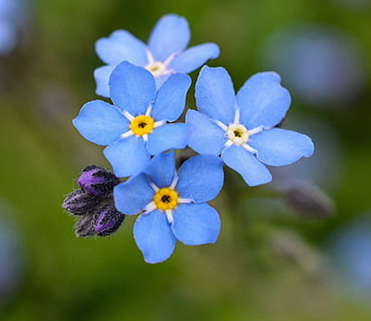 Bulk Forget-Me-Not Flower seeds for Planting - Bright Blooms, Heirloom & GMO Free Seeds for Home Garden