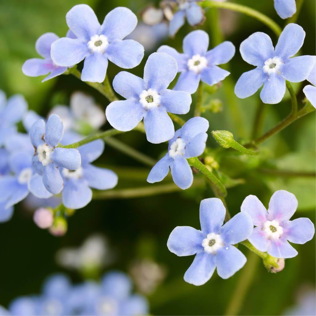 Blue Myosotis Alpestris Flower seeds for Planting - Cut Flower Favorite, Heirloom & GMO Free Seeds for Home Garden
