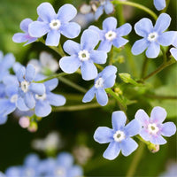 Blue Myosotis Alpestris Flower seeds for Planting - Cut Flower Favorite, Heirloom & GMO Free Seeds for Home Garden