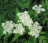 Myrrhis Odorata Flower seeds for Planting Seasonal Bloomer Heirloom & GMO Free Seeds for Home Garden