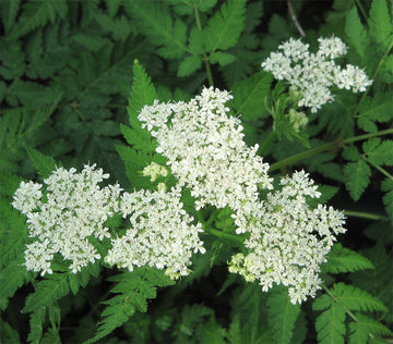 Myrrhis Odorata Flower seeds for Planting Seasonal Bloomer Heirloom & GMO Free Seeds for Home Garden