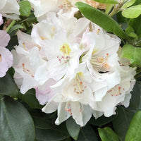 Catawbiense Flower seeds for Planting Bright Blooms Heirloom & GMO Free Seeds for Home Garden