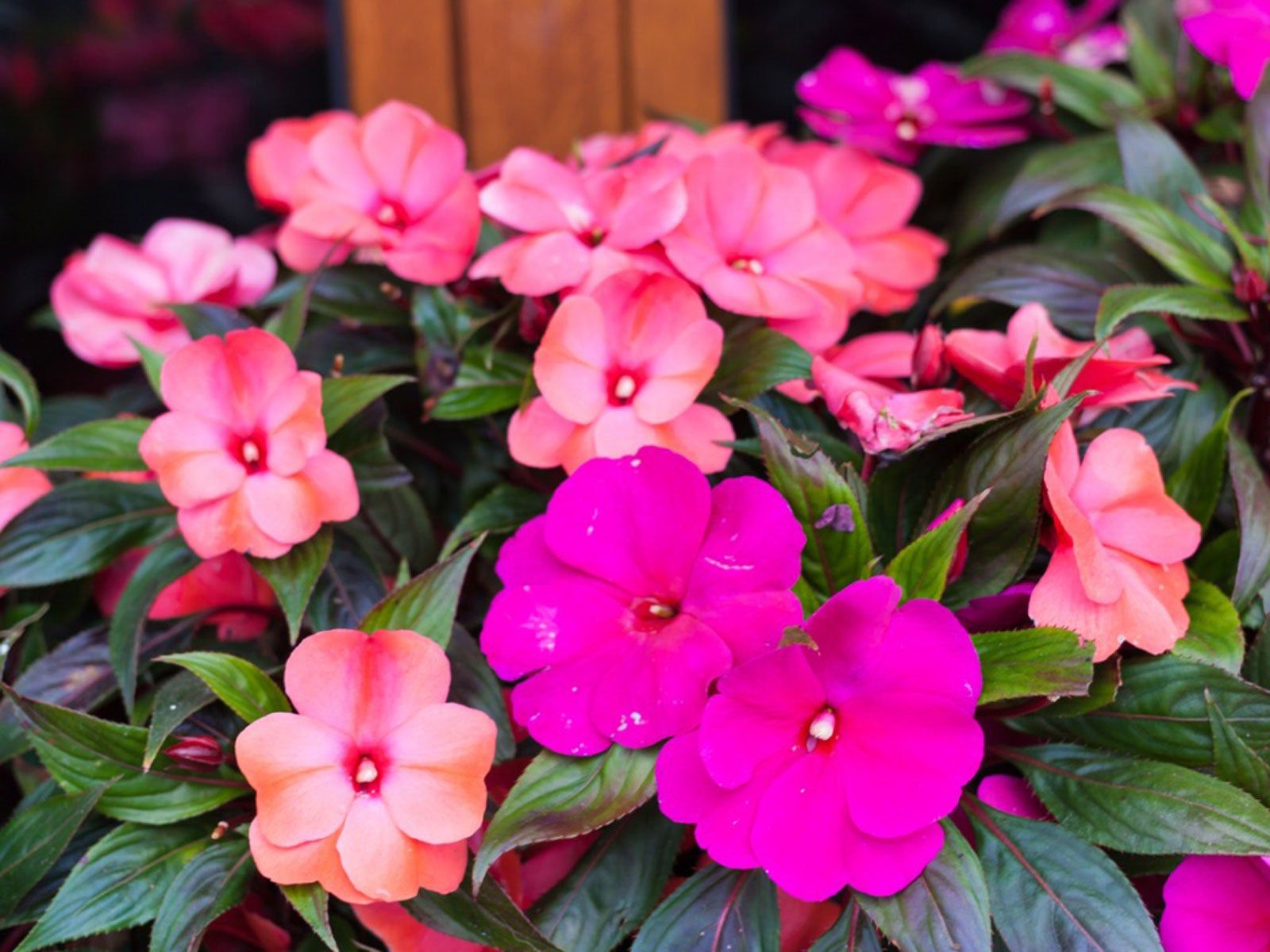 Guinea Flower seeds for Planting Shade Tolerant Heirloom & GMO Free Seeds for Home Garden