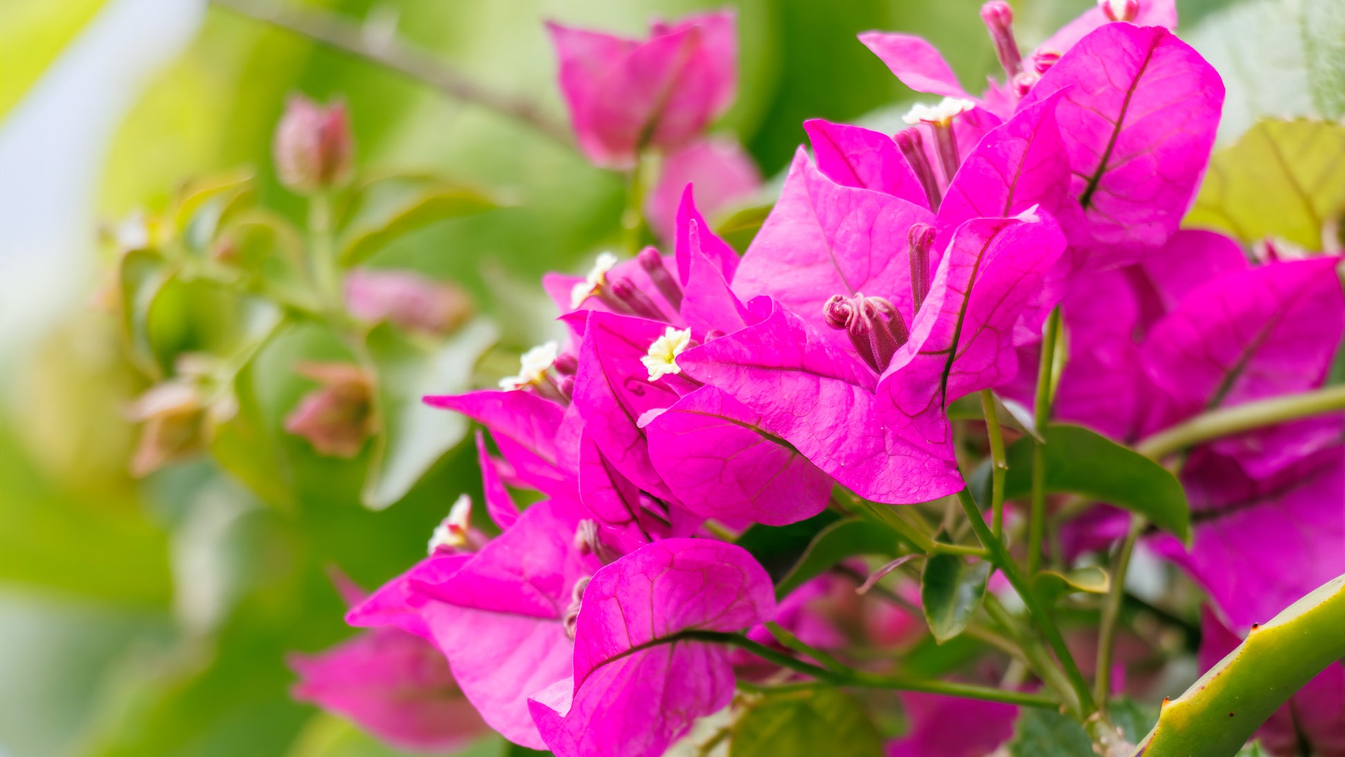 Bougainvillea Flower seeds for Planting Hardy Variety Heirloom & GMO Free Seeds for Home Garden