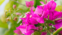 Bougainvillea Flower seeds for Planting Hardy Variety Heirloom & GMO Free Seeds for Home Garden
