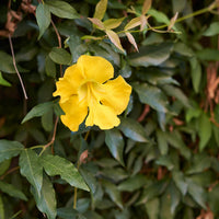 Macfadyena Unguis Flower seeds for Planting Colorful Display Heirloom & GMO Free Seeds for Home Garden