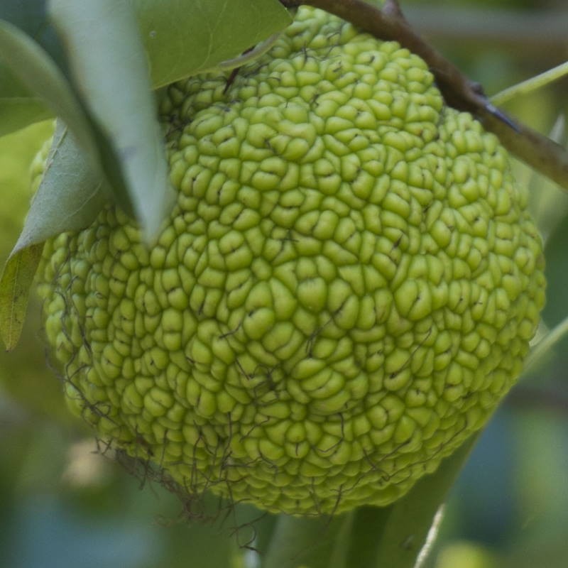 Maclura Fruit Seeds Planting Guide: Tips for Successful Growth