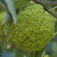 Maclura Fruit Seeds Planting Guide: Tips for Successful Growth