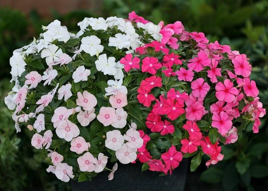 Madagascar flower mix in pots and containers