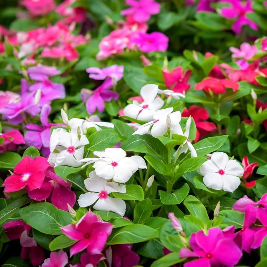Madagascar flower planting seeds mix