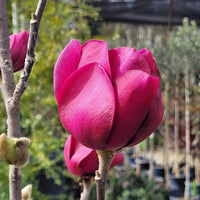 Magnolia Liliiflora Flower seeds for Planting, Drought Tolerant Heirloom & GMO Free Seeds for Home Garden