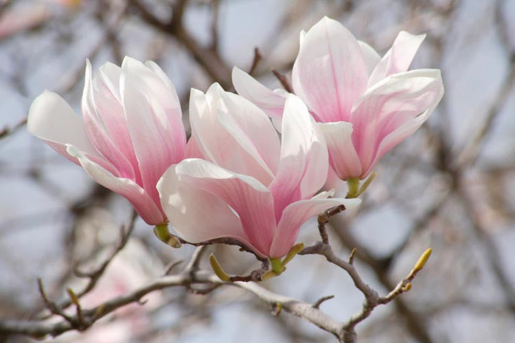 Pink White Yulan Flower seeds for Planting Compact Growth Heirloom & GMO Free Seeds for Home Garden 
 
 Sale