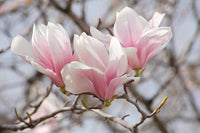 Pink White Yulan Flower seeds for Planting Compact Growth Heirloom & GMO Free Seeds for Home Garden 
 
 Sale