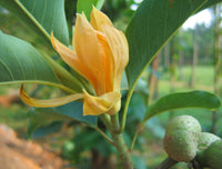 Champaca Flower seeds for Planting Colorful Display Heirloom & GMO Free Seeds for Home Garden
