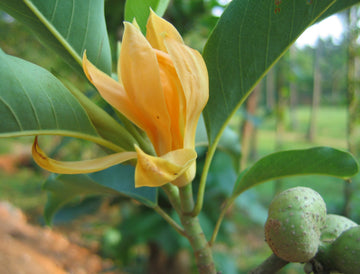 Champaca Flower seeds for Planting Colorful Display Heirloom & GMO Free Seeds for Home Garden