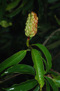 Magnolia Laevifolia Small Leaf Evergreen Magnolia - Fragrant Flowers Seeds