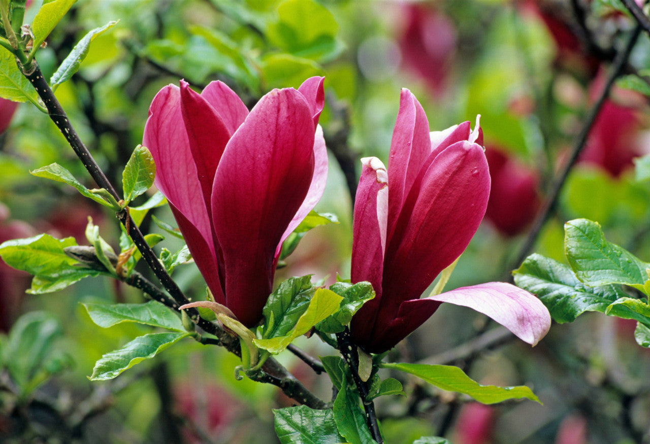 Magnolia Liliiflora Flower seeds for Planting, Drought Tolerant Heirloom & GMO Free Seeds for Home Garden