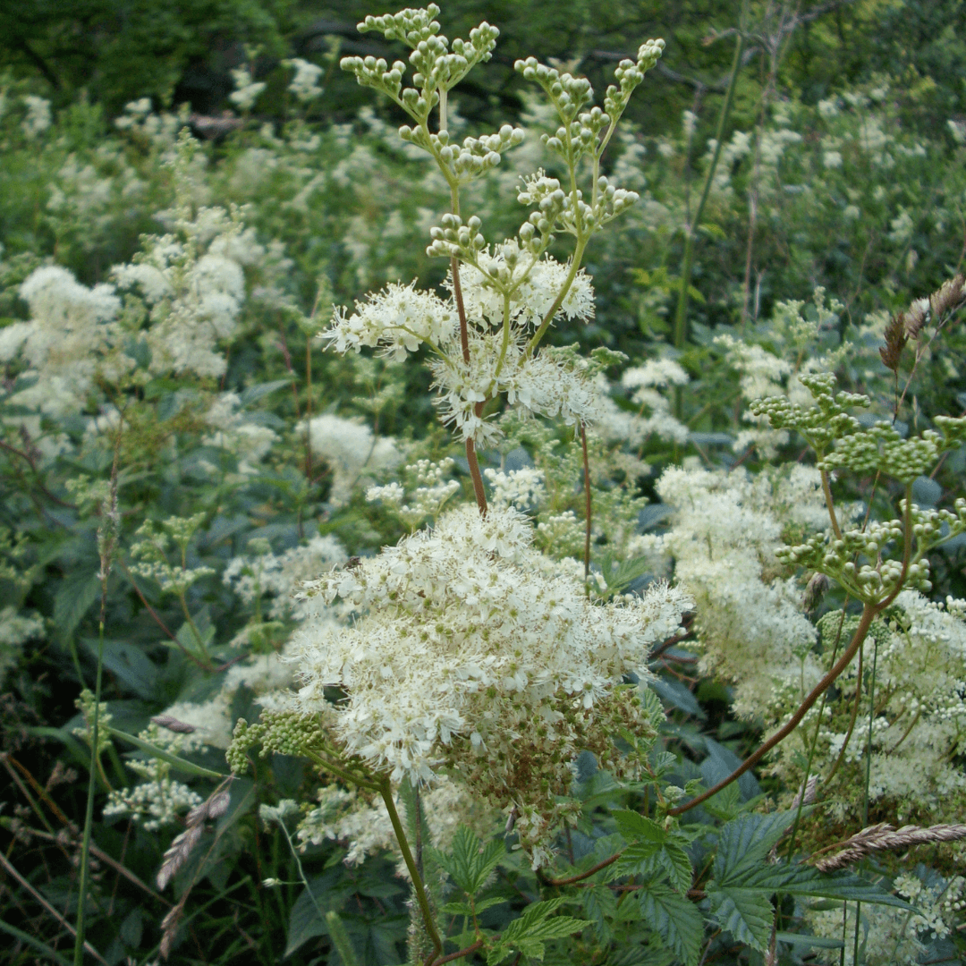 Green Filipendula Flower seeds for Planting - Fragrant Blossoms, Heirloom & GMO Free Seeds for Home Garden