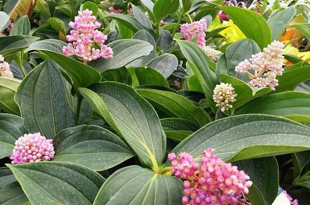 Heirloom Malaysian Orchid Flower seeds for Planting Compact Growth Heirloom & GMO Free Seeds for Home Garden