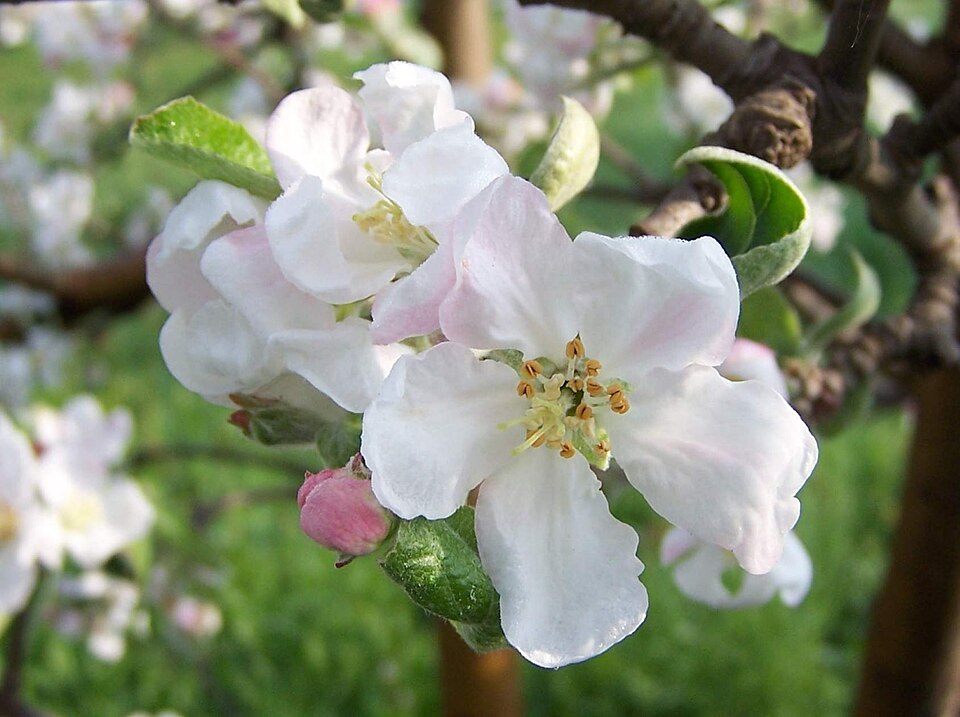 Malus Flower seeds for Planting Low Maintenance Heirloom & GMO Free Seeds for Home Garden