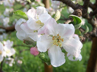 Malus Flower seeds for Planting Low Maintenance Heirloom & GMO Free Seeds for Home Garden