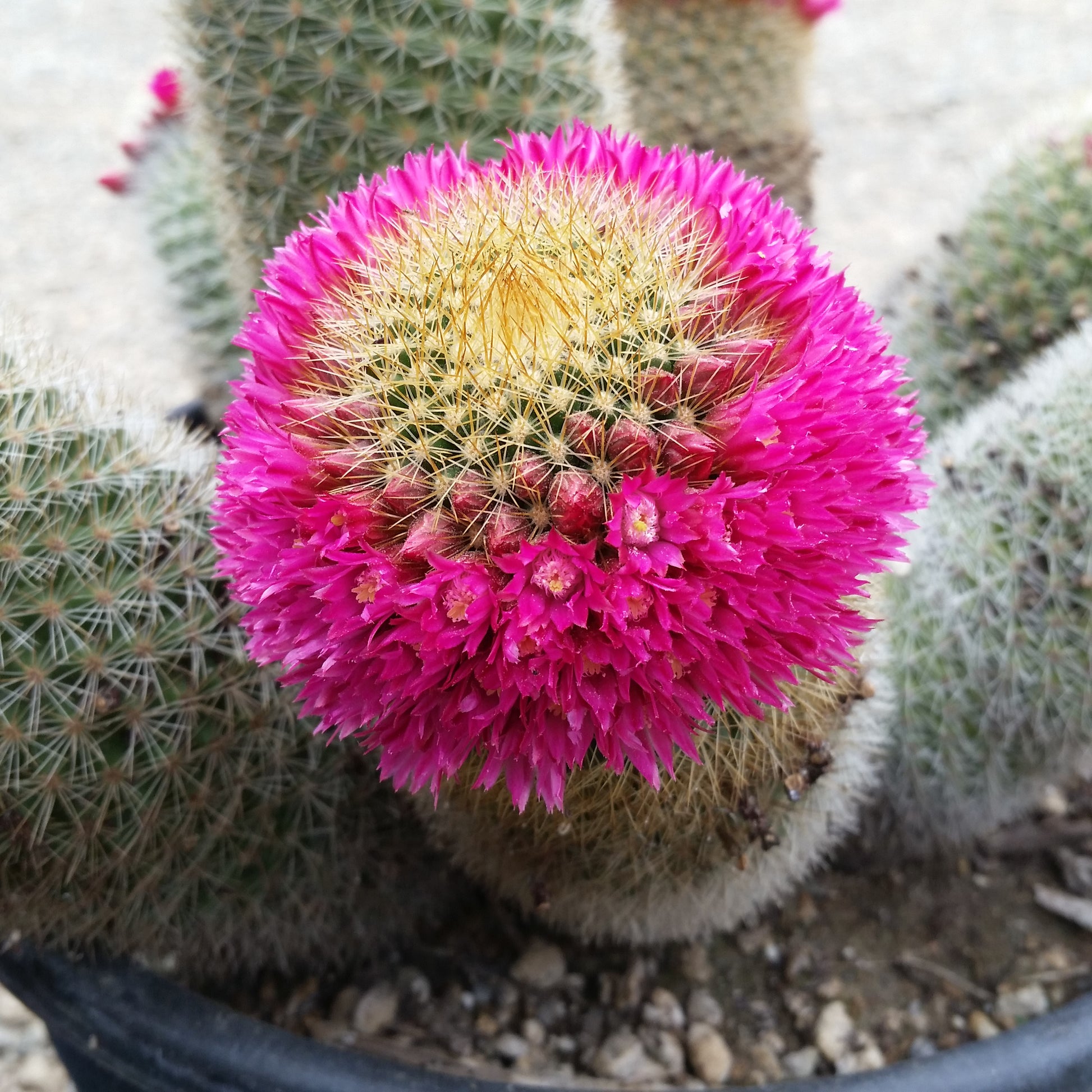 Mammillaria Flower seeds for Planting - Easy to Grow, Heirloom & GMO Free Seeds for Home Garden