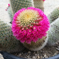 Mammillaria Flower seeds for Planting - Easy to Grow, Heirloom & GMO Free Seeds for Home Garden