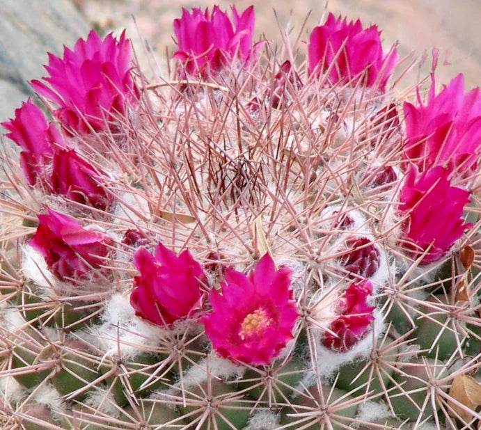 Samen Kakteen Flower seeds for Planting Sun Loving Heirloom & GMO Free Seeds for Home Garden