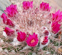 Samen Kakteen Flower seeds for Planting Sun Loving Heirloom & GMO Free Seeds for Home Garden