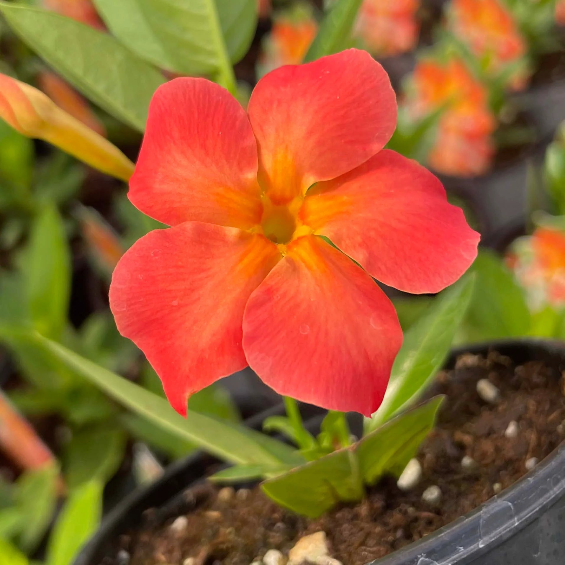 Mandevilla Orange Flower Seeds for Vibrant Garden Planting