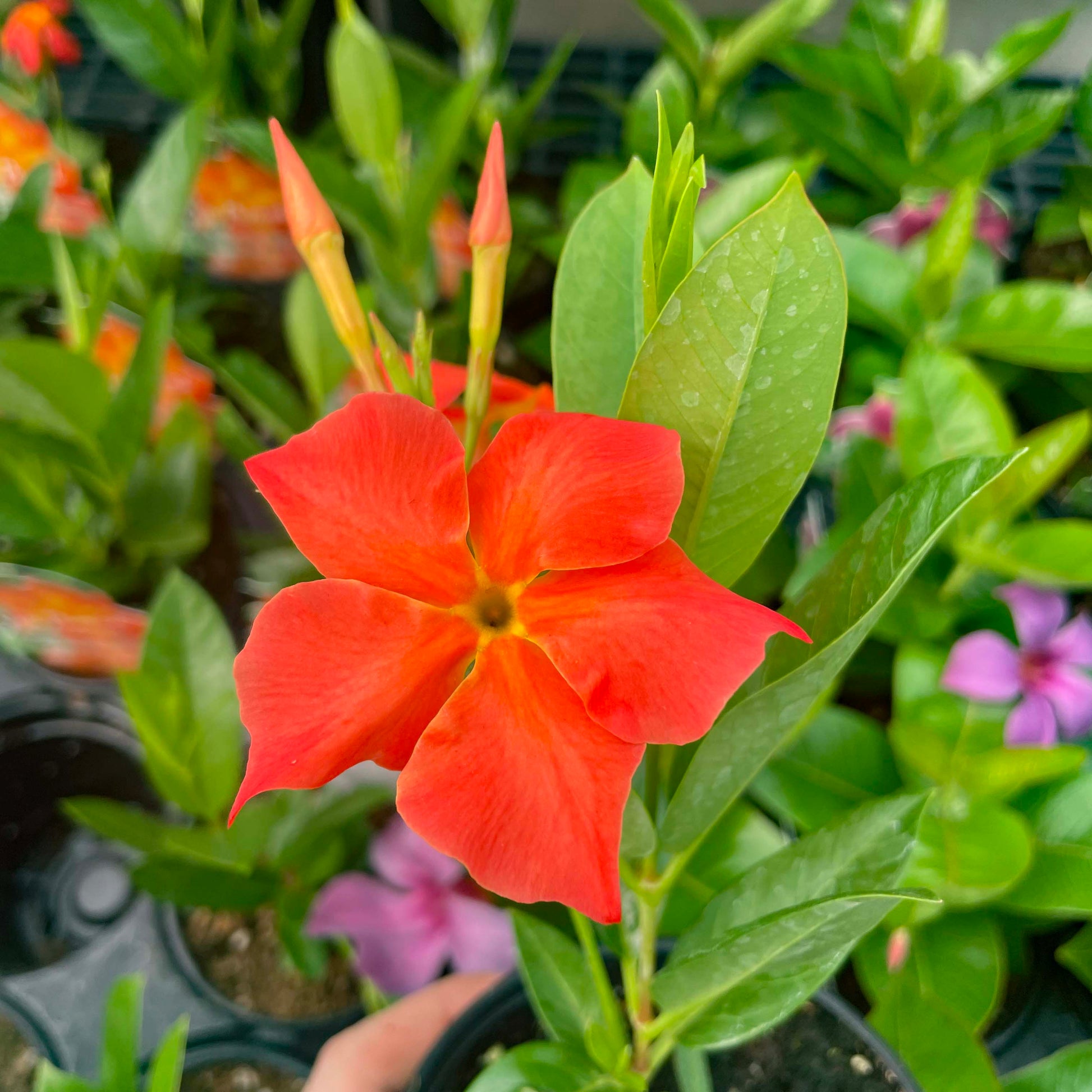 Mandevilla Orange Flower Seeds for Vibrant Garden Planting
