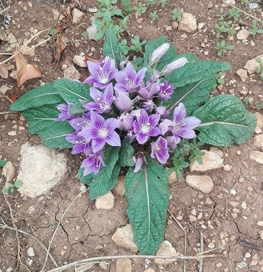 Mandragora Flower seeds for Planting - Sun Loving, Heirloom & GMO Free Seeds for Home Garden