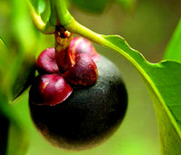 Mangostan Seeds for Planting  Exotic Fruit Seeds for Home Gardening