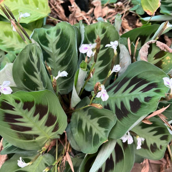 Maranta Leuconeura - Flower seeds for Planting - Compact Growth, Heirloom & GMO Free Seeds for Home Garden
