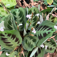 Maranta Leuconeura - Flower seeds for Planting - Compact Growth, Heirloom & GMO Free Seeds for Home Garden