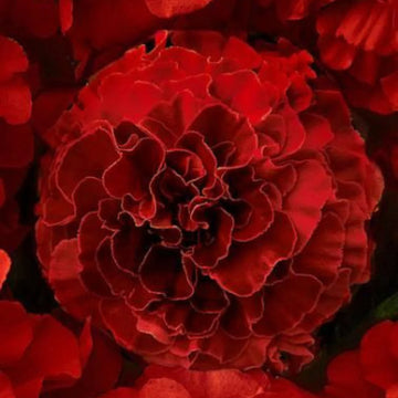 Dark Red Marigold Flower Seeds for Planting - Vibrant Annuals