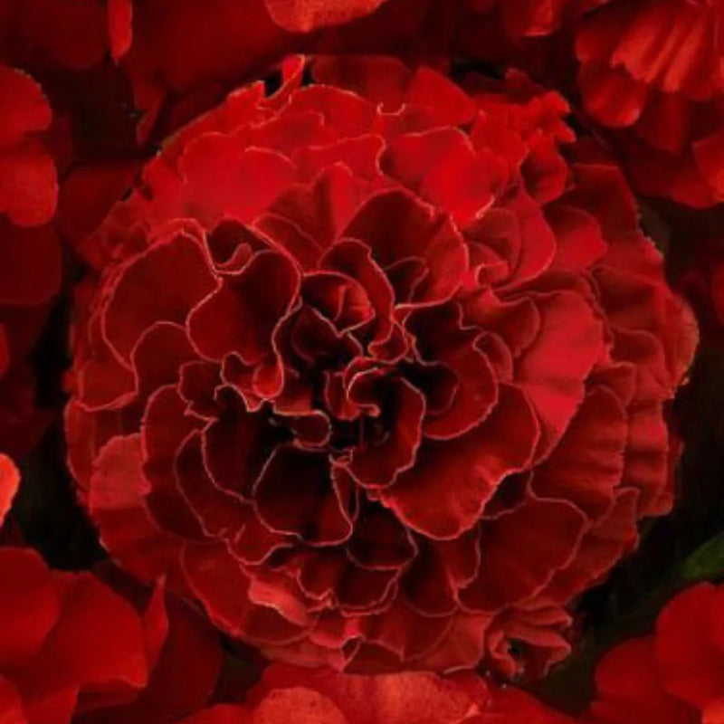 Dark Red Marigold Flower Seeds for Planting - Vibrant Annuals