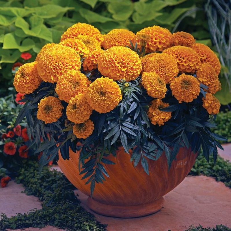 Marigold Flower seeds for Planting Cottage Garden Essential Heirloom & GMO Free Seeds for Home Garden